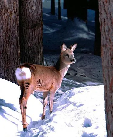 Bichlgeiger ゲストハウス アンラス