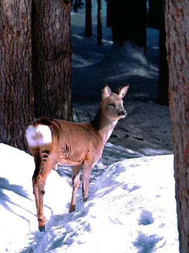 Bichlgeiger Гостевой дом Анрас